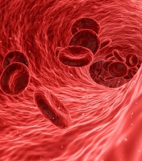 blood vessels under microscrope